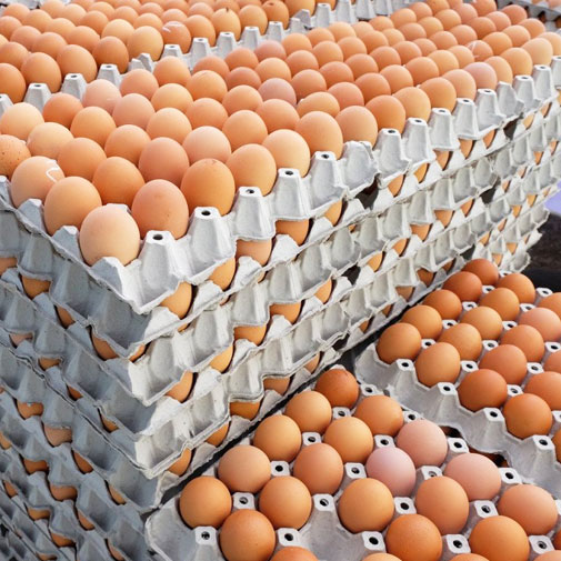 Imma Export & Import