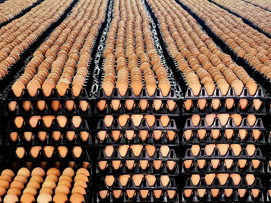 Imma Export & Import