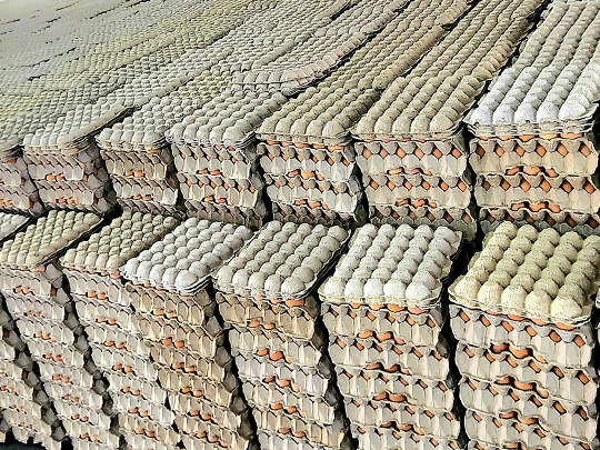 Imma Export & Import