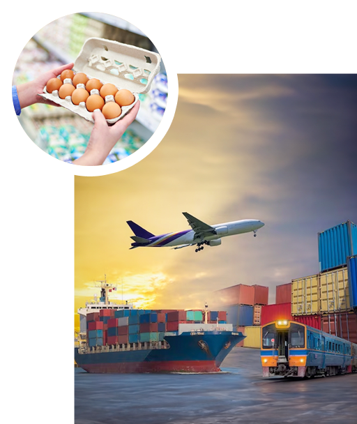 Imma Export & Import